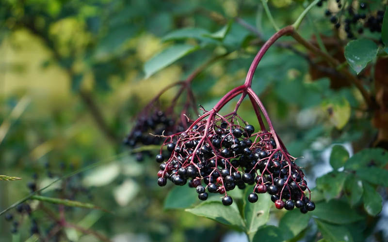 How to Brew a Homemade Elderberry Syrup That Boosts Immunity All Winter Long