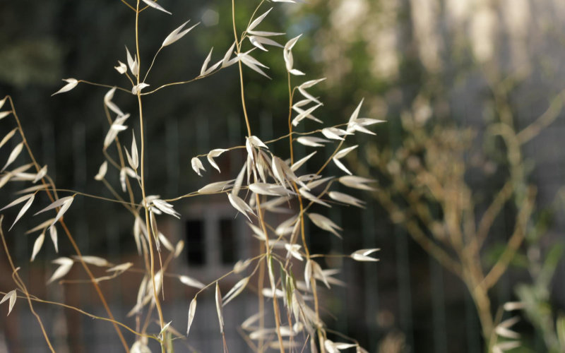 How to Prepare a Nourishing Nettle and Oat Straw Infusion That Rebuilds Mineral Deficiencies Naturally