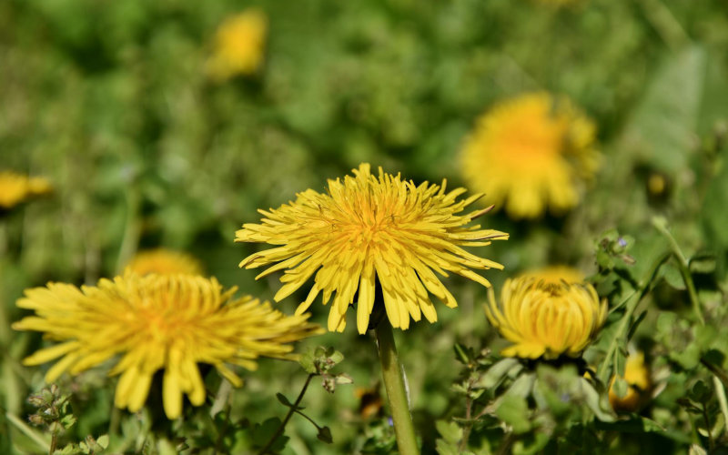 12 Springtime Edible Weeds You Can Harvest Right Now and Turn Into Powerful Herbal Recipes