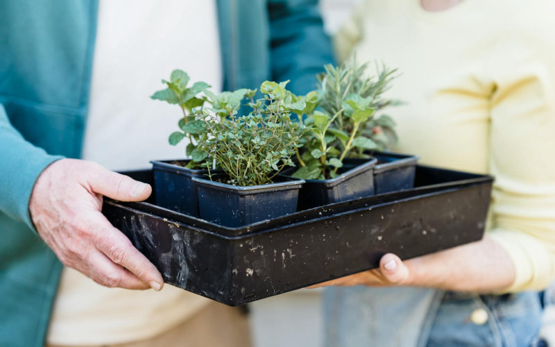 8 Fresh Spring Herbs You Should Be Harvesting Right Now for May Remedy Recipes