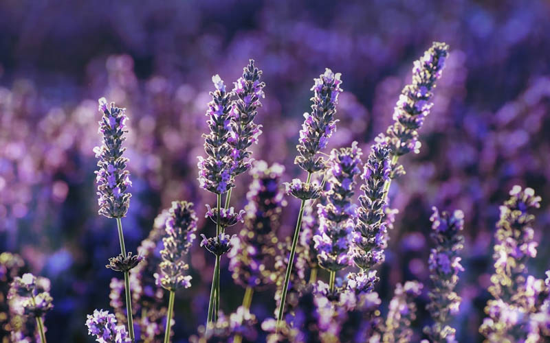 How to Make a Calming Lavender and Oatmeal Bath Soak for Dry Itchy Skin