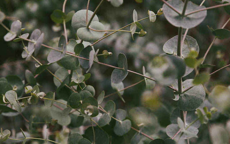 How to Make a DIY Peppermint and Eucalyptus Chest Rub for Congestion Relief at Home