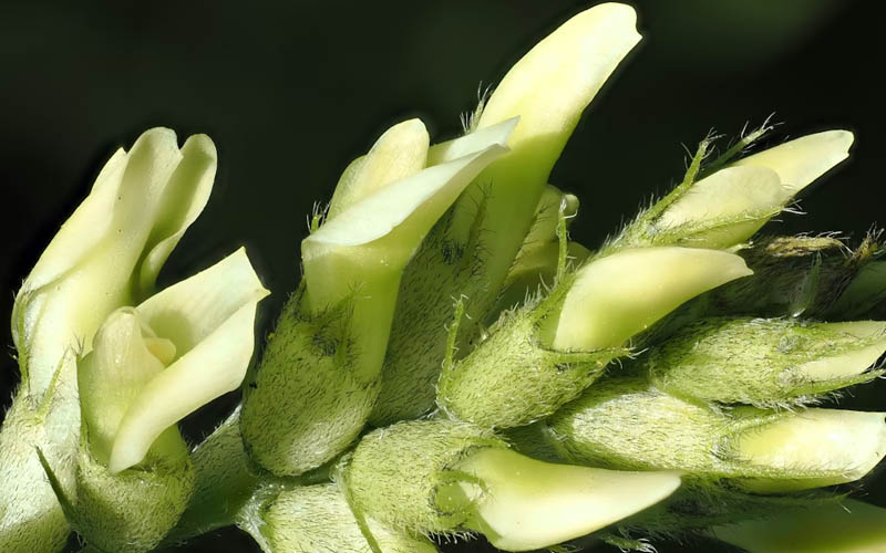 How to Make a Natural Astragalus and Honey Immune Tonic for Cold and Flu Season