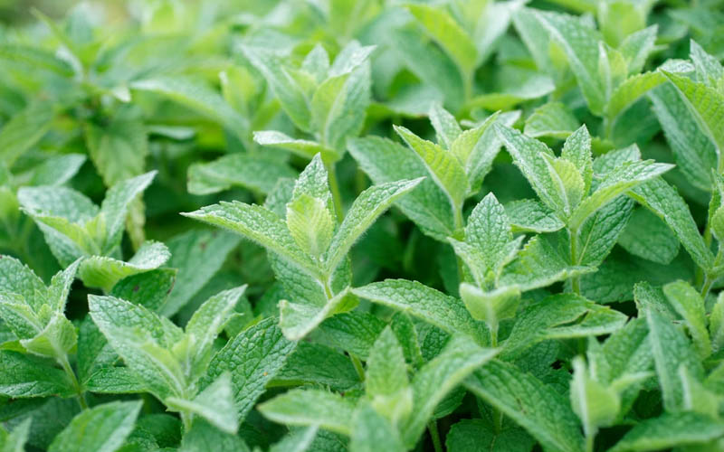 How to Make a Natural Peppermint and Tea Tree Oil Shampoo Bar for Oily Hair at Home