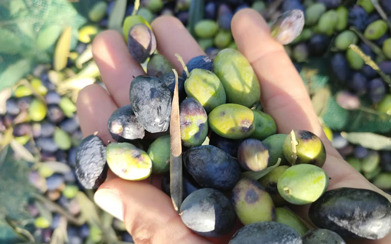 How to Make a Nourishing Egg and Olive Oil Hair Mask for Damaged Brittle Hair