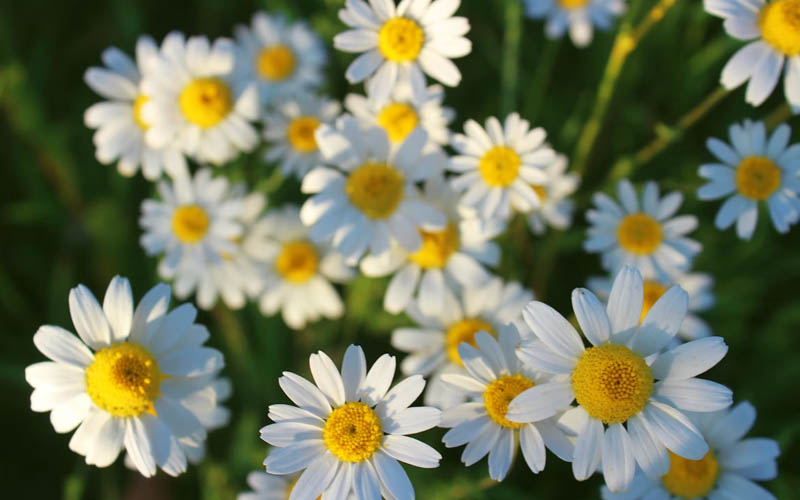 How to Make a Soothing DIY Chamomile and Calendula Eye Compress for Tired Puffy Eyes