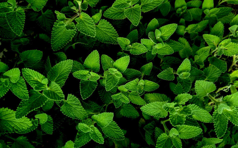 Lemon Balm Is Not Just for Tea: 9 Unexpected Culinary Uses Most Home Cooks Have Never Tried